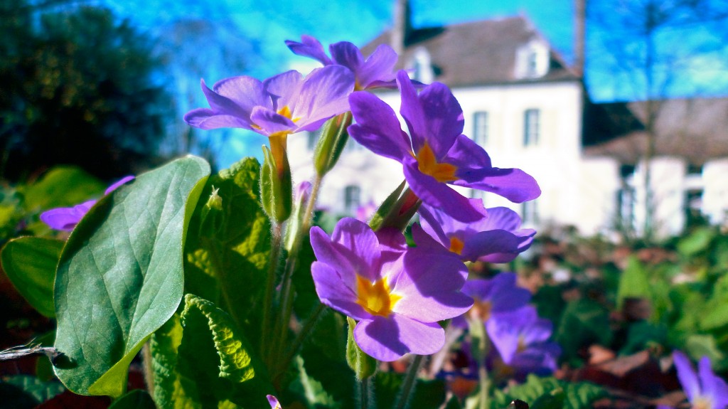 purple primroses