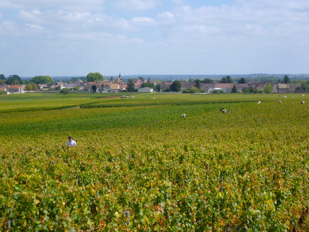 Vendanges 2014 Puligny-Montrachet